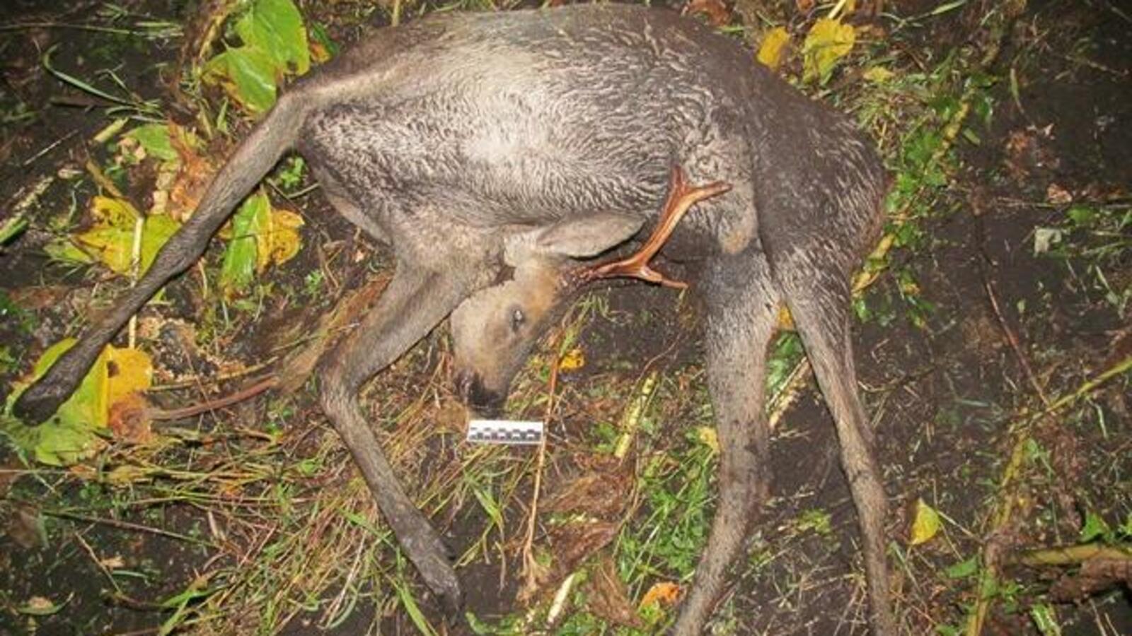 пресс-служба МВД по РБ