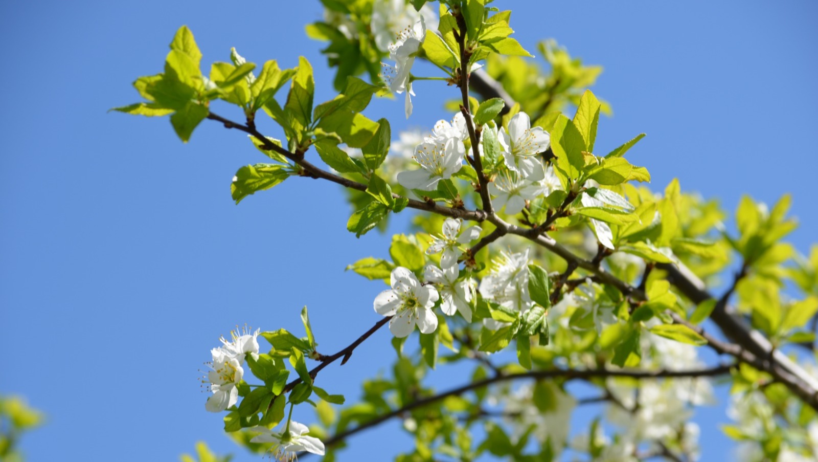 Ксения Калинина