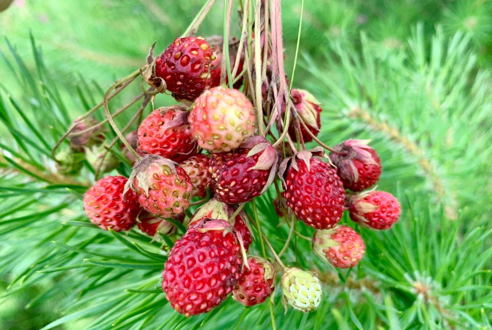 Галина Бахшиева