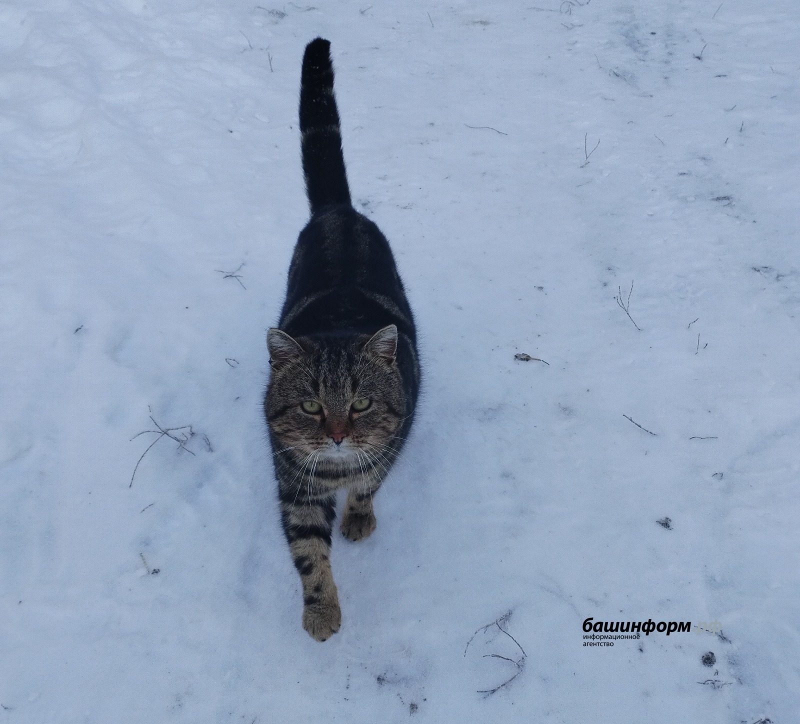 автор / «Башинформ» мәғлүмәт агентлығы