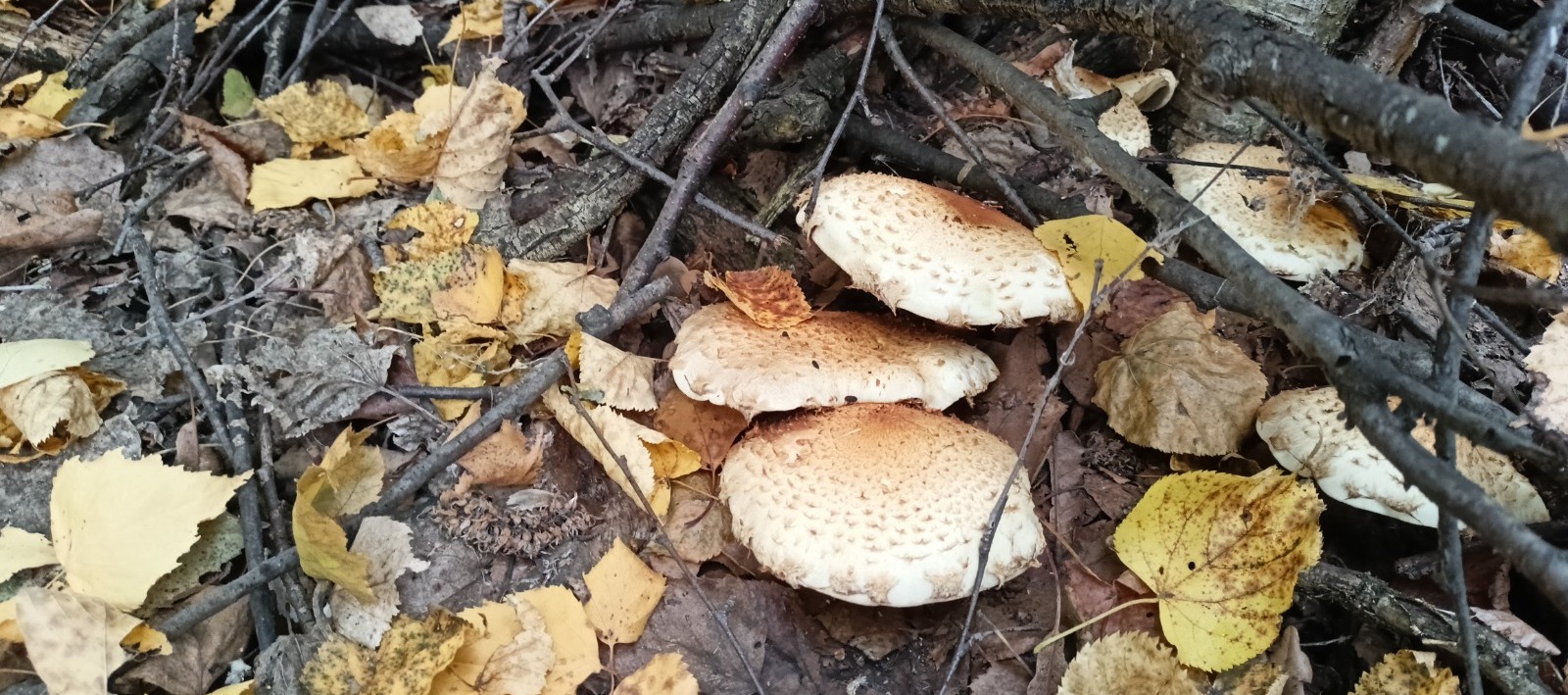 Валерий Шахов