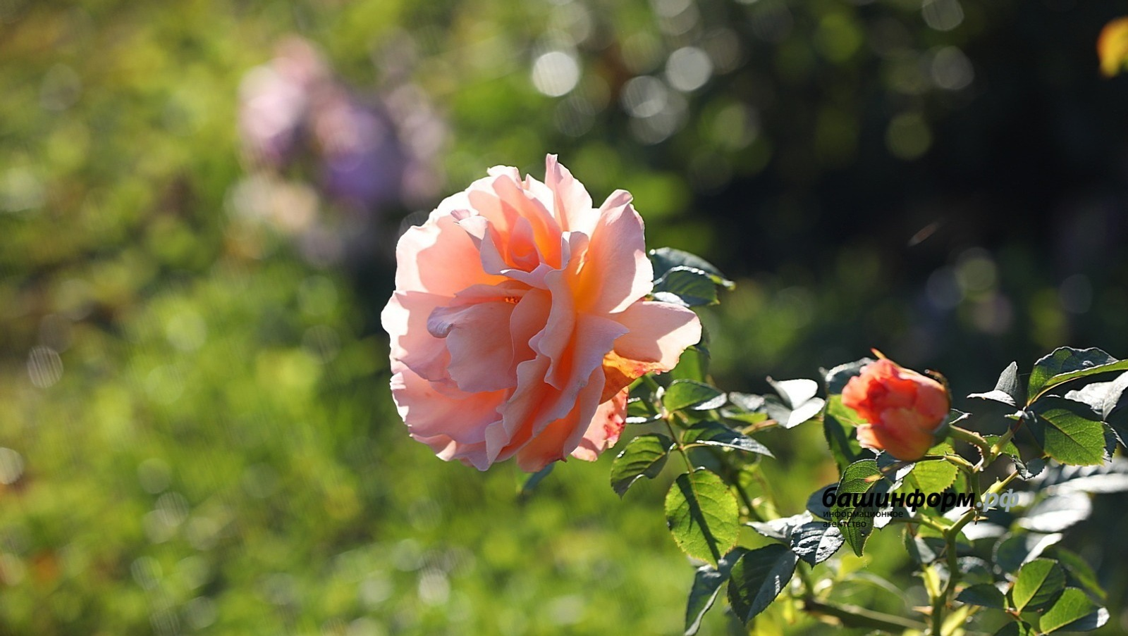 Валерий Шахов