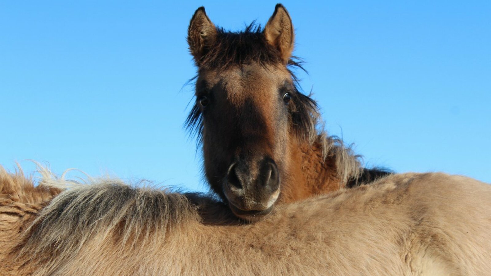Станислав Шахов