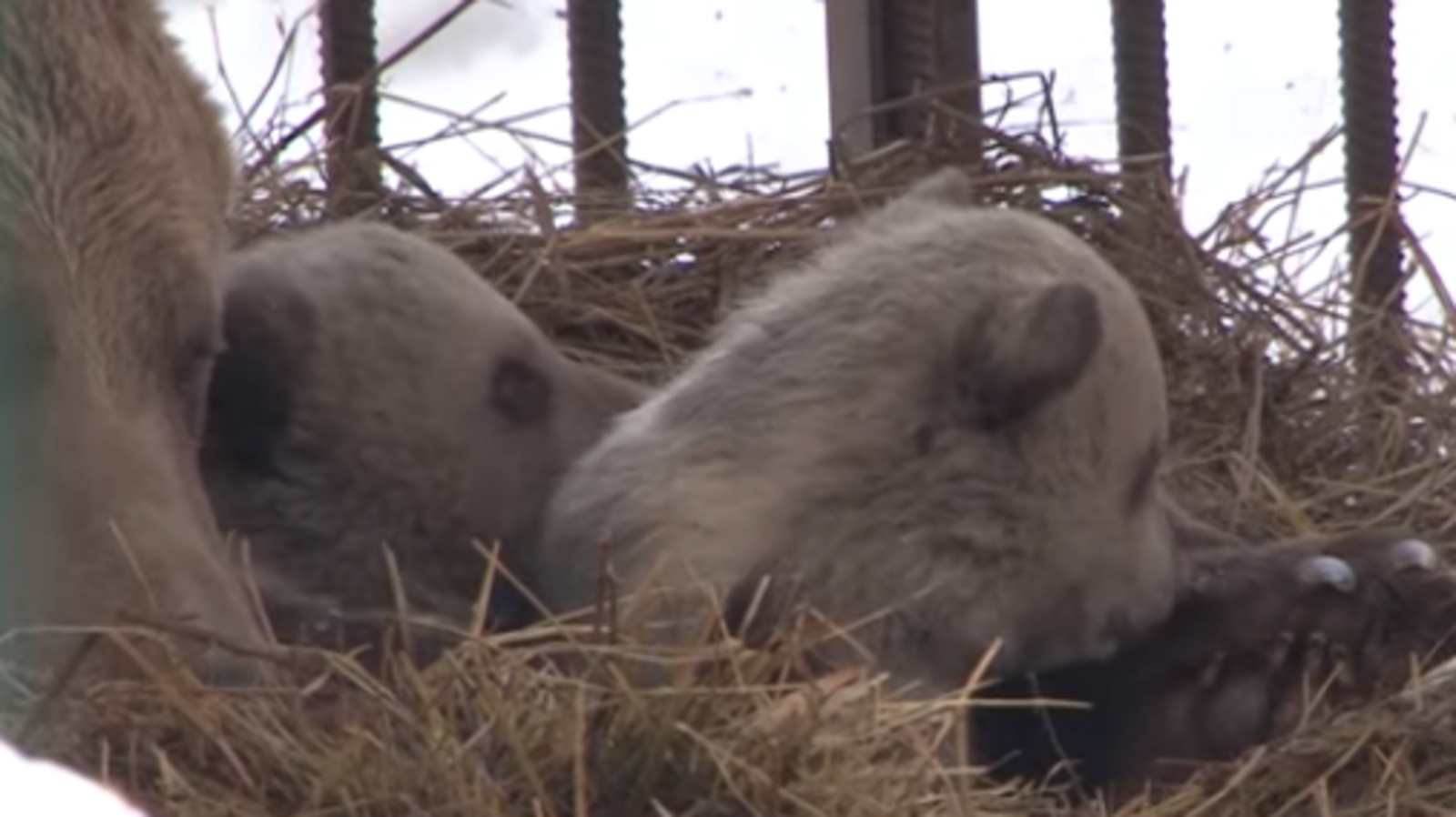 стоп-кадр видео ГТРК «Башкортостан»