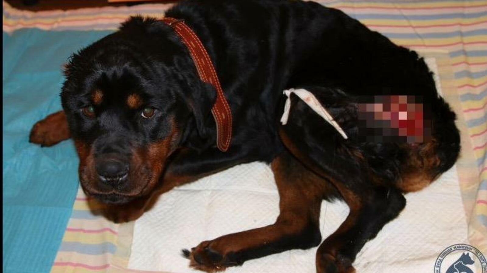 с сайта сообщества