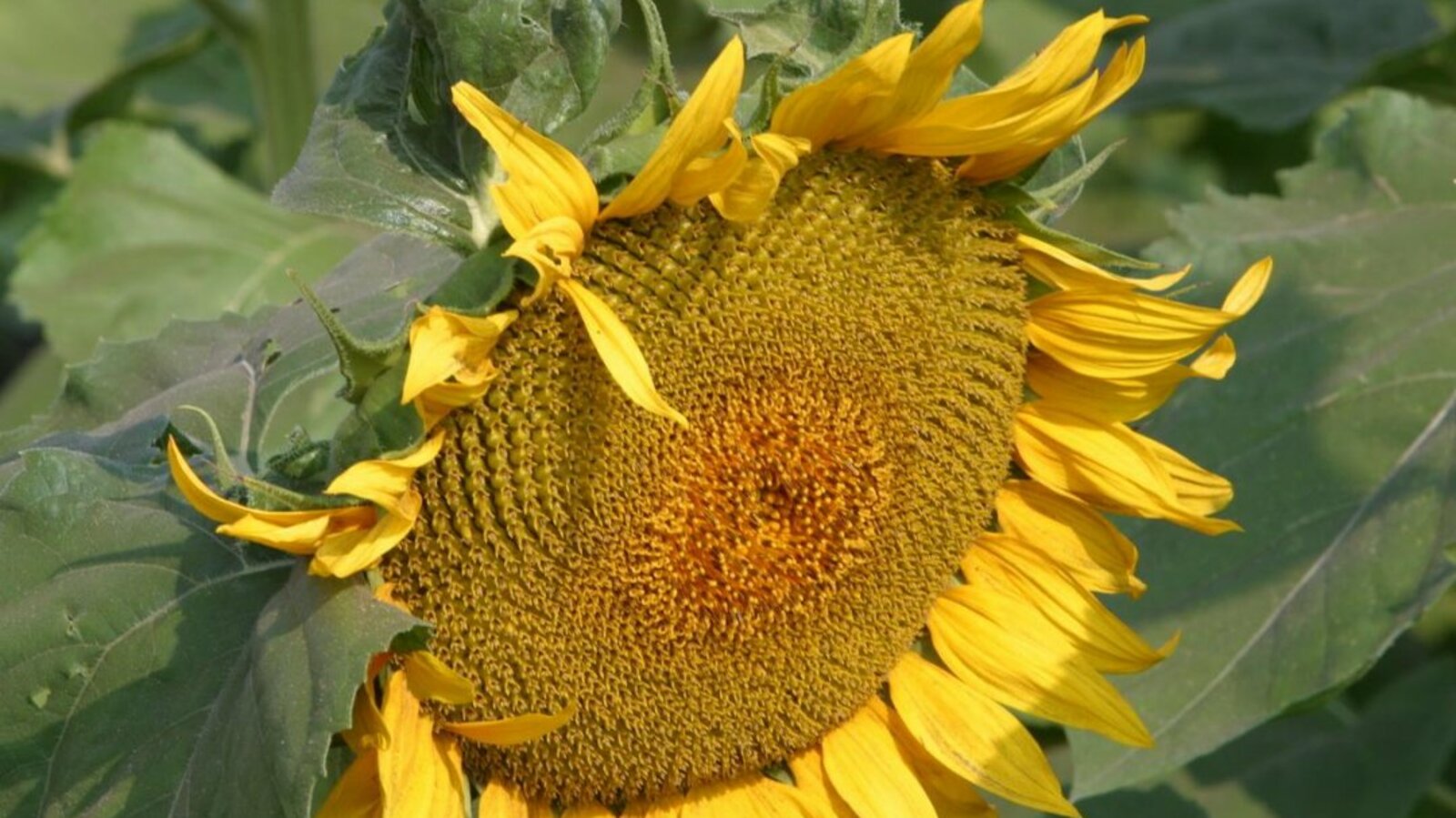 Андрей Старостин