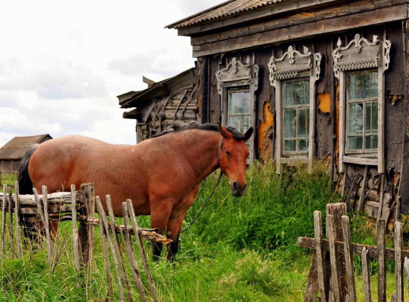 Сельская. Деревенька, деревня Лошиха. Конь в деревне. Лошадки в деревне. Животные в деревне.