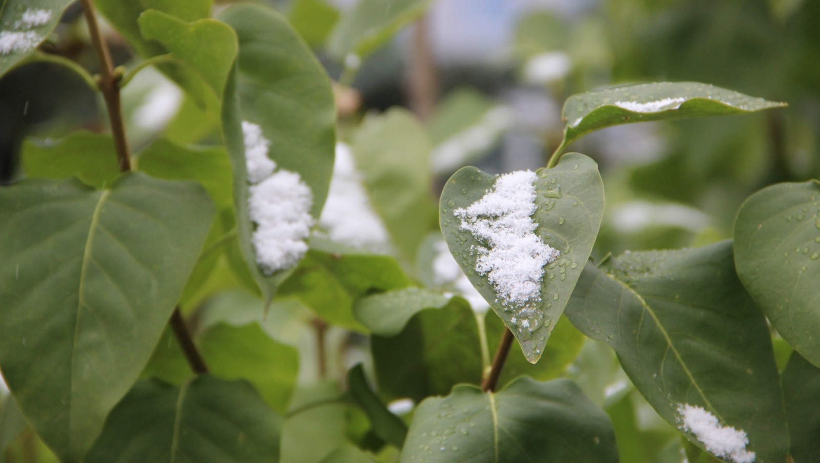 Ксения Калинина