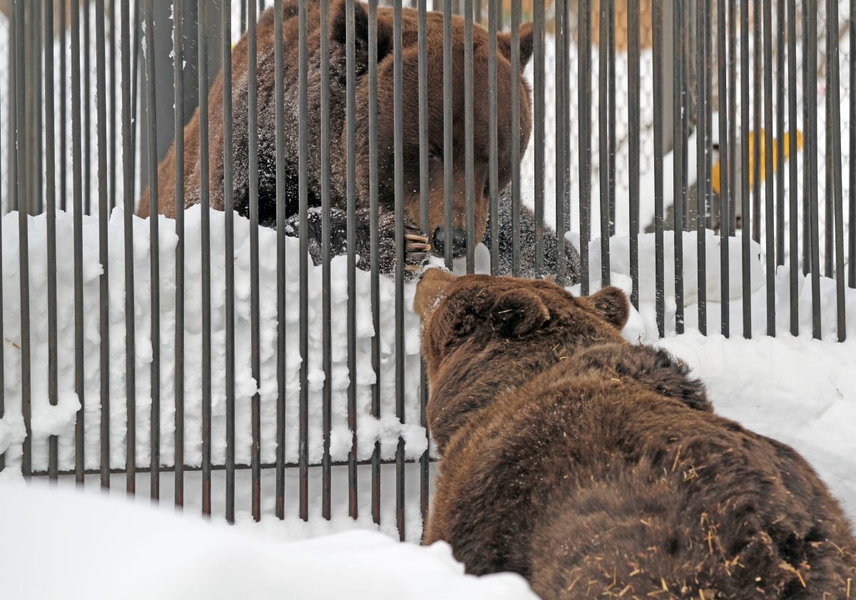 зоопарк "Лимпопо" Нижегородская правда