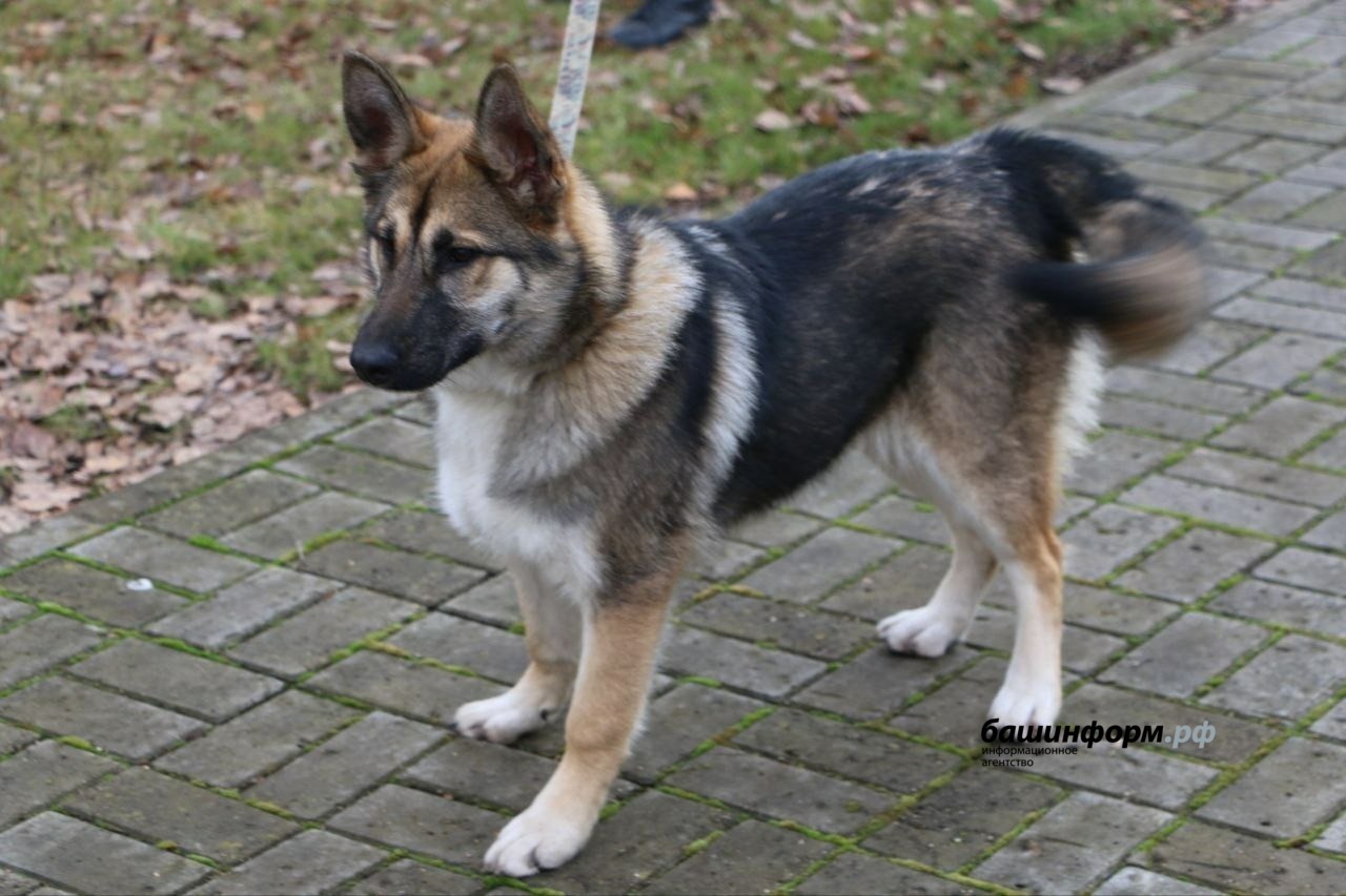 телеграм-канал госкомитета РБ по ЧС