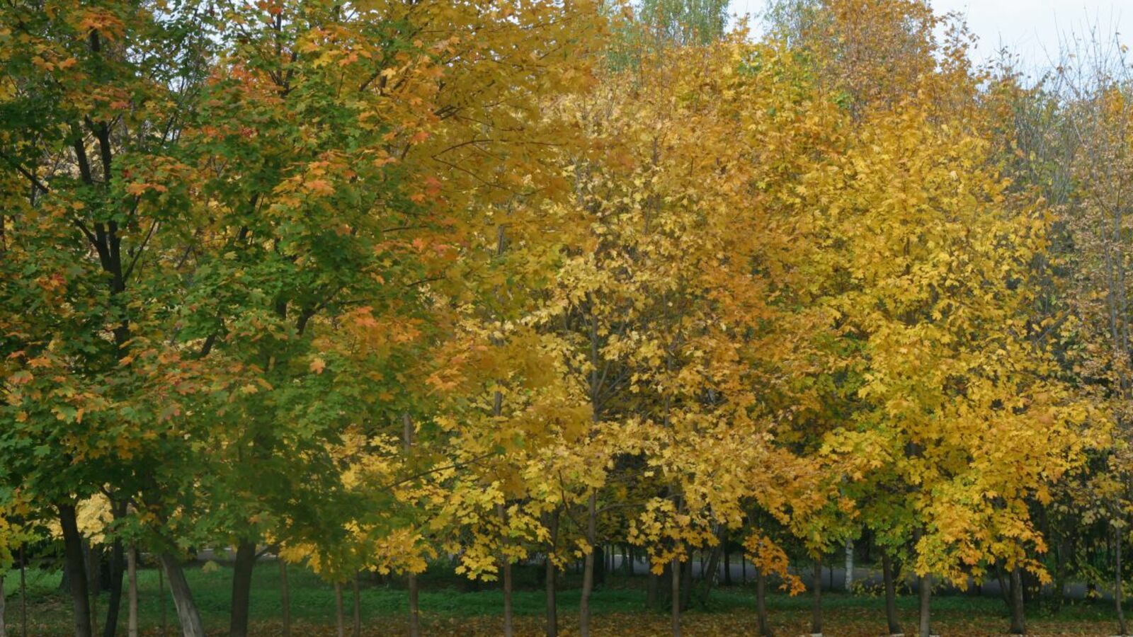Андрей Старостин