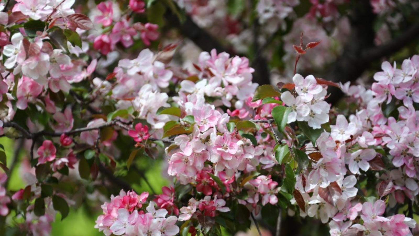 Валерий Шахов