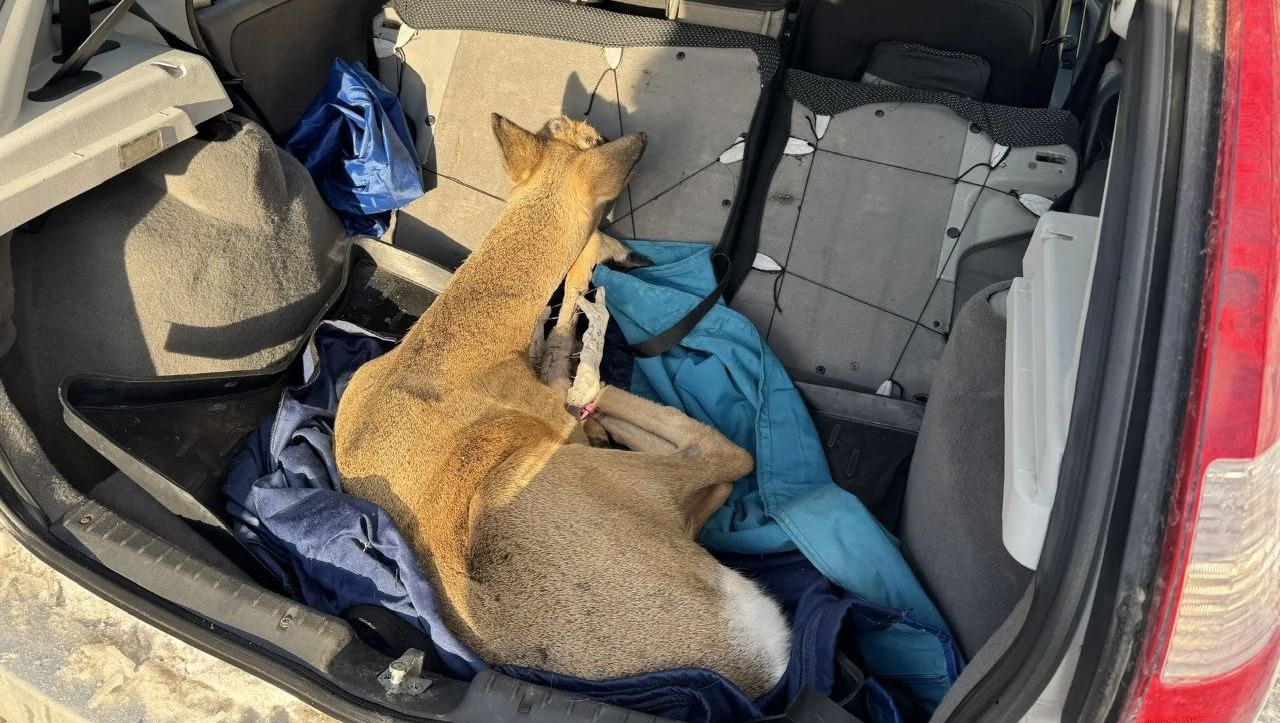 В Уфе прооперировали сбитую на трассе косулю