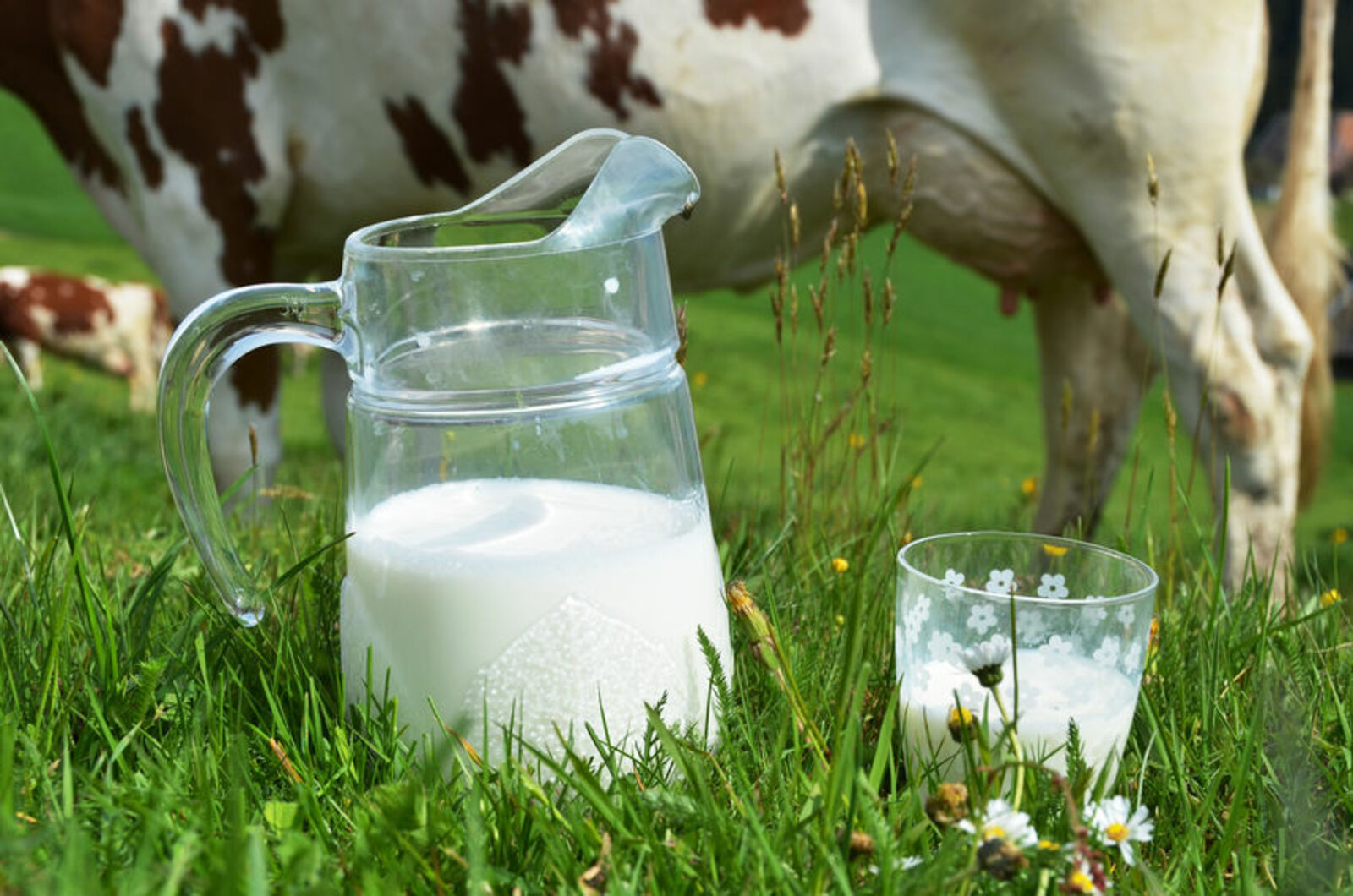 Российские сельхозорганизации увеличили реализацию молока
