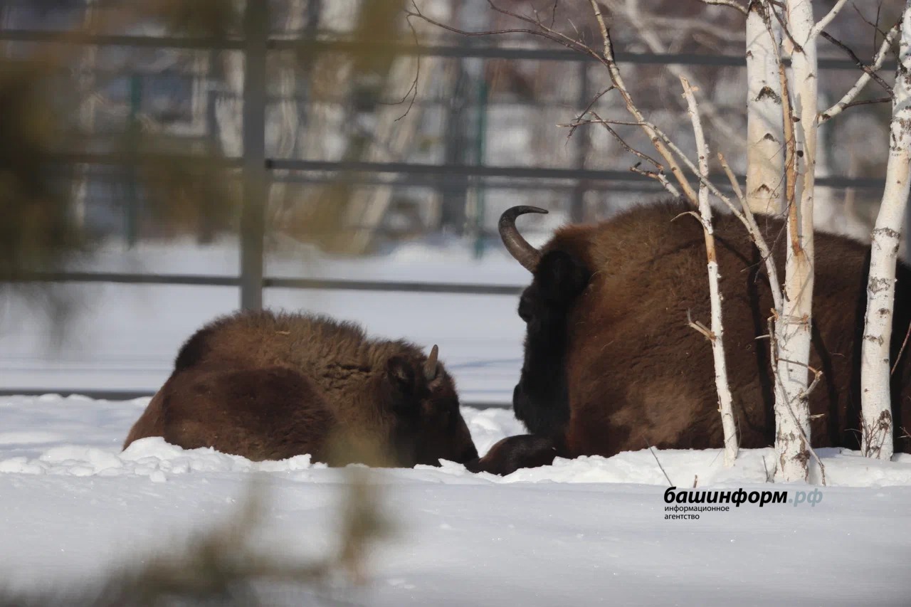 Станислав Шахов ИА «Башинформ»