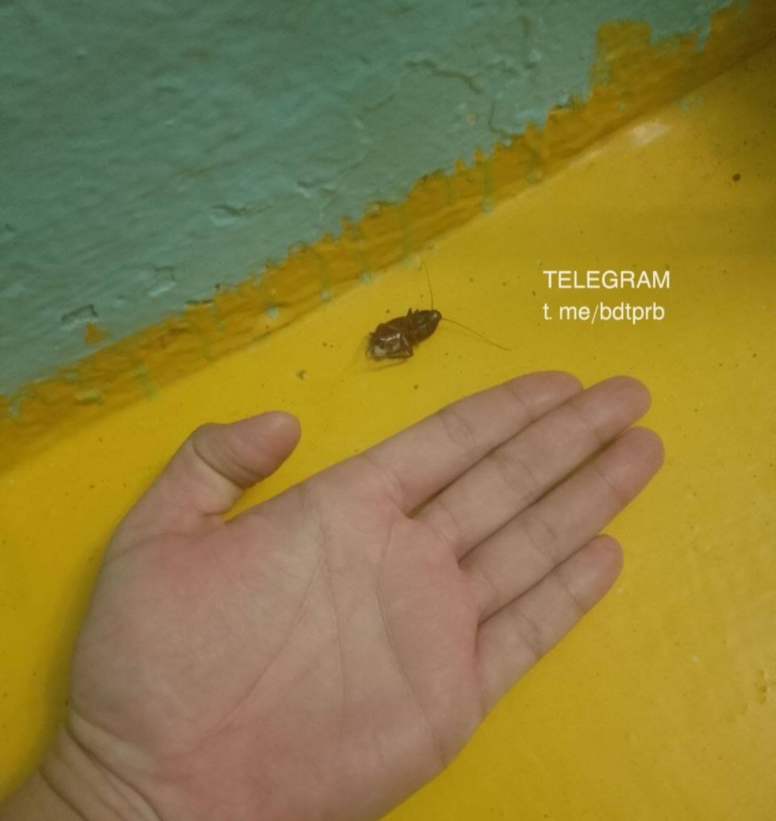 БашДТП, телегам