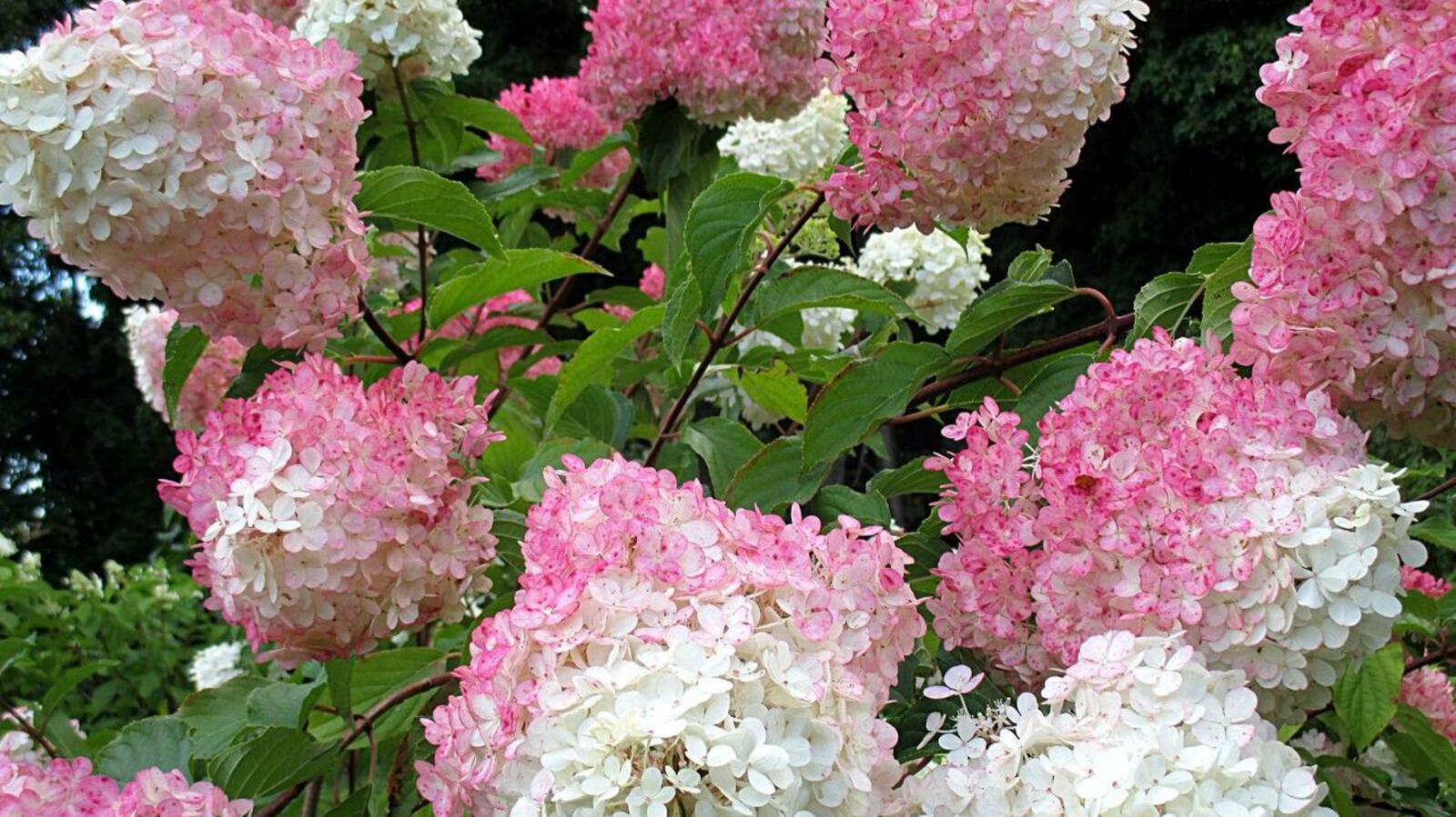 Южно-Уральский ботанический сад-институт