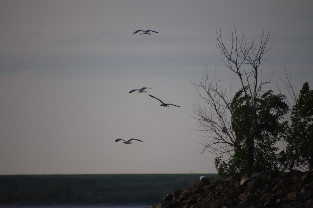 предоставлено пресс-службой ПАО «Ростелеком» в Башкортостане
