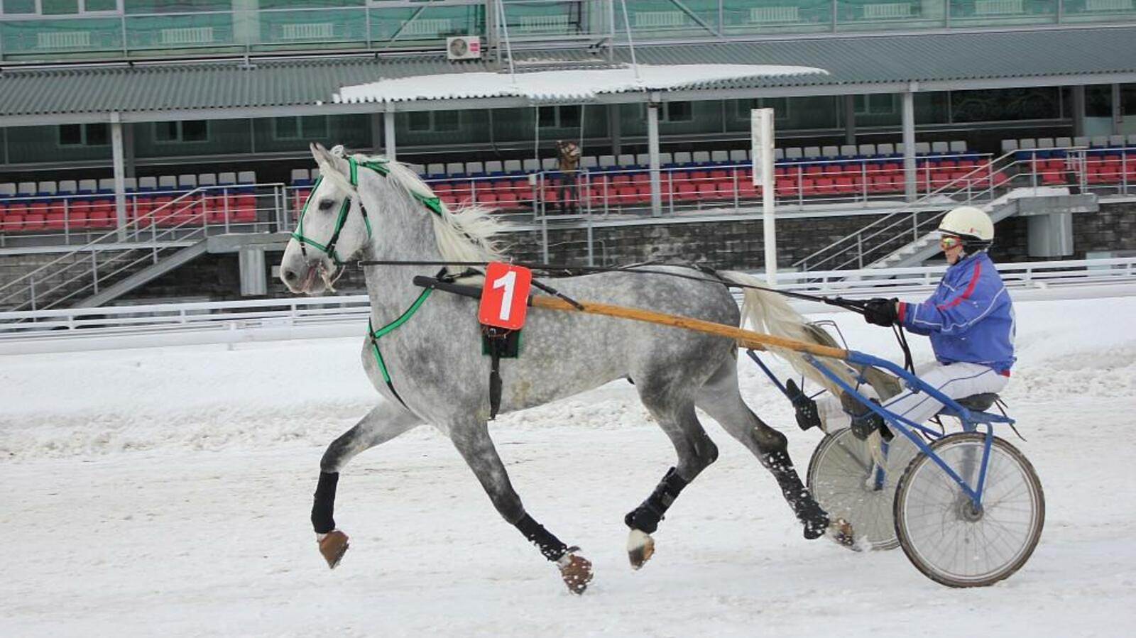 представлено ипподромом «Акбузат»