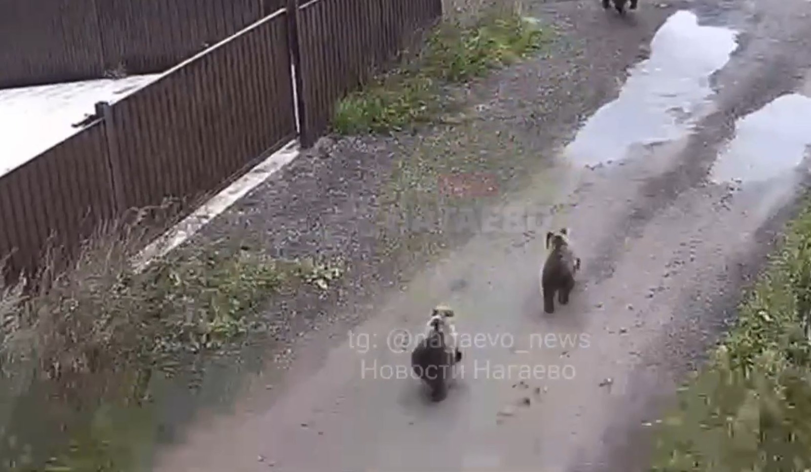 скриншот видео