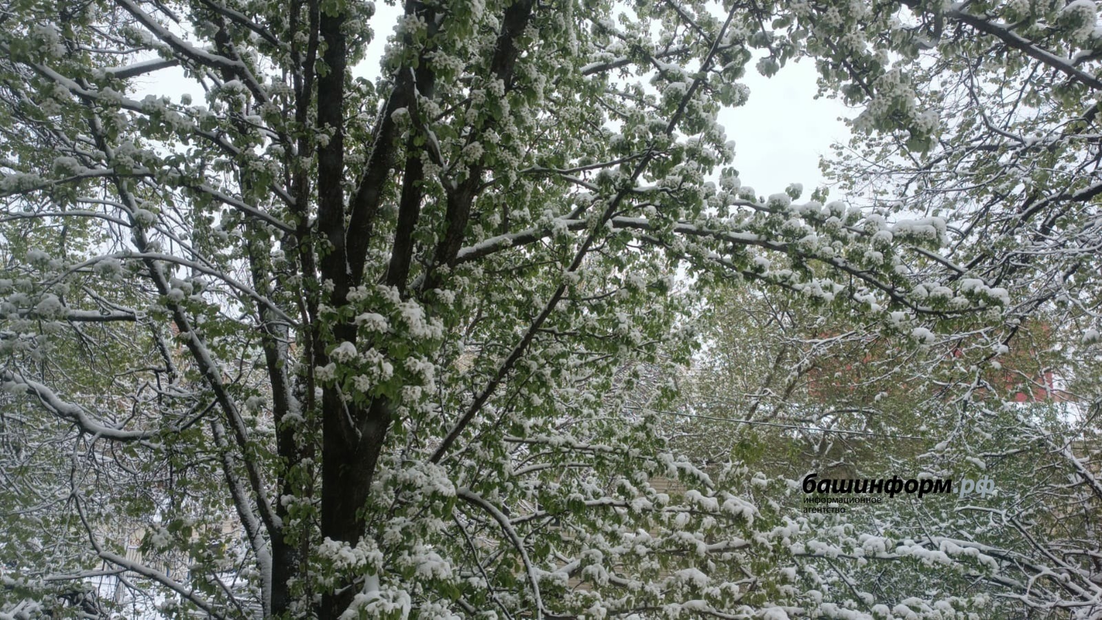 Галина Бахшиева