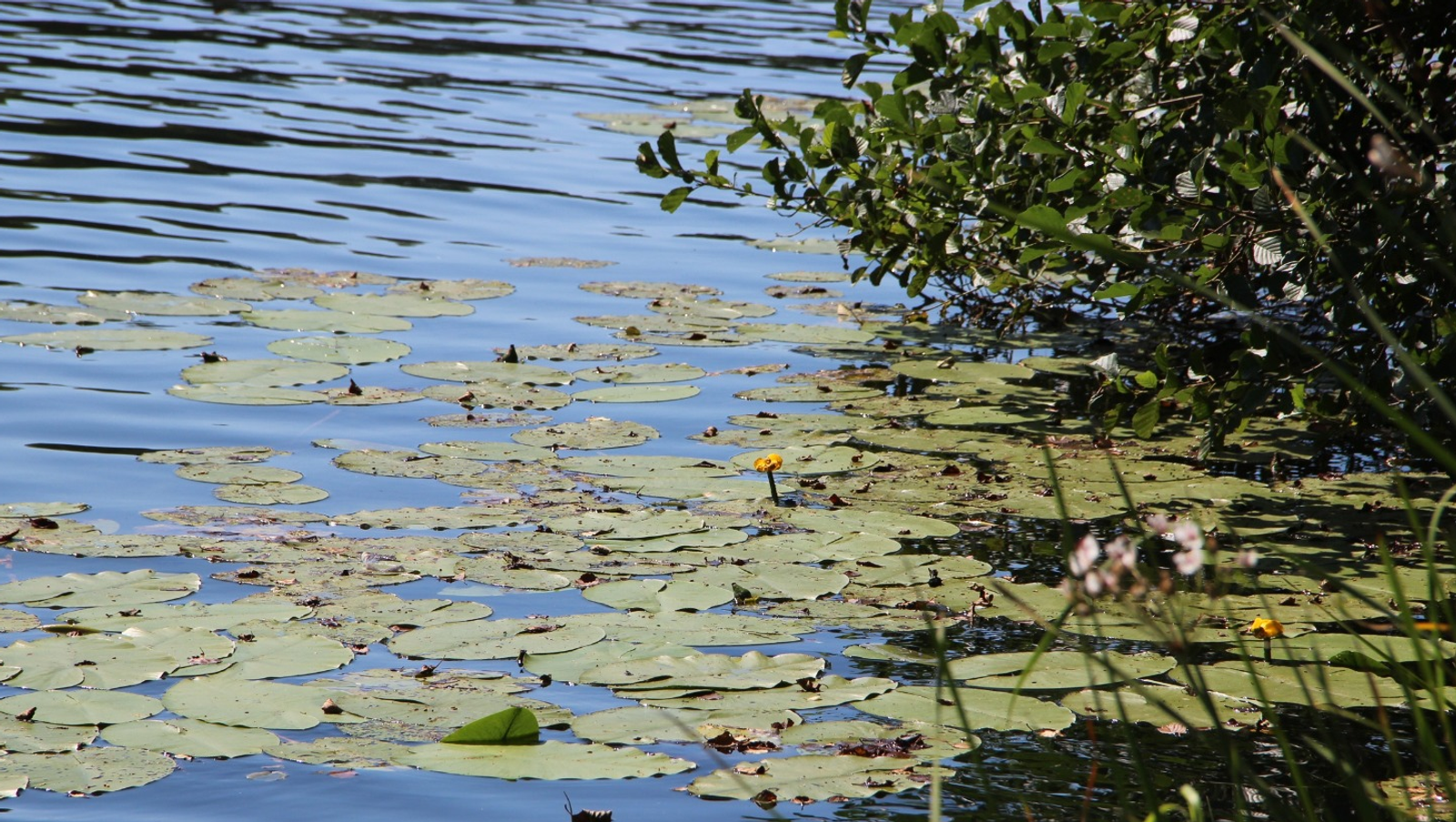 Ксения Калинина, архив