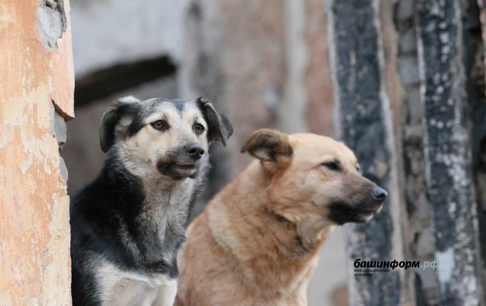 ИА «Башинформ» архив