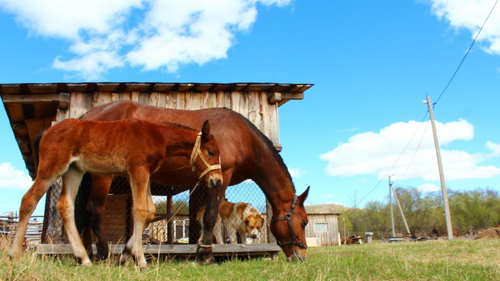 Станислав Шахов