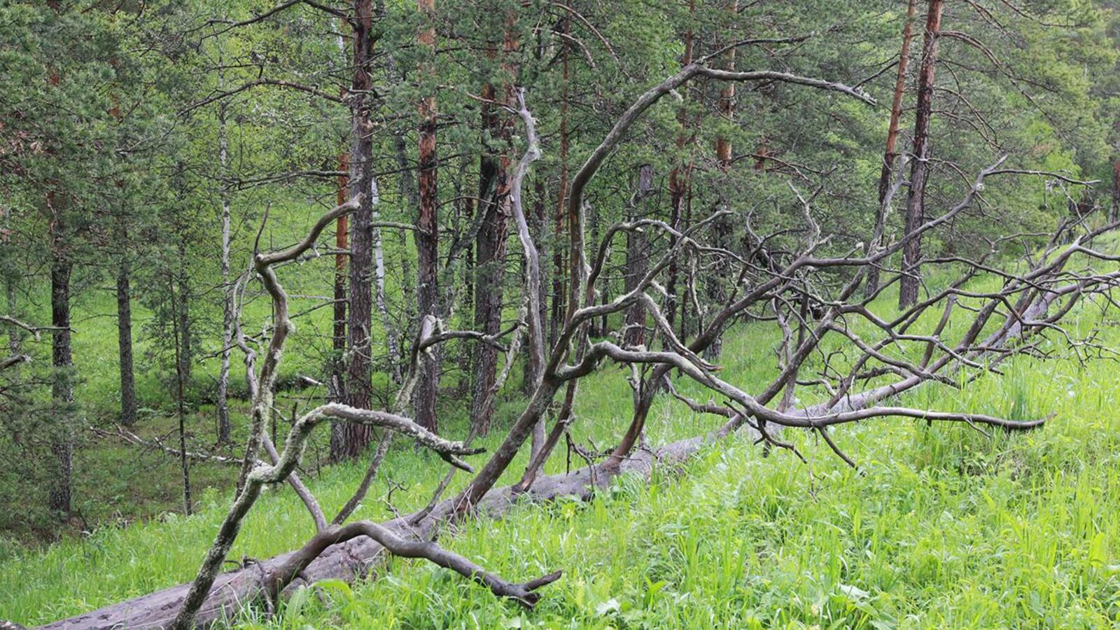 Олег Яровиков