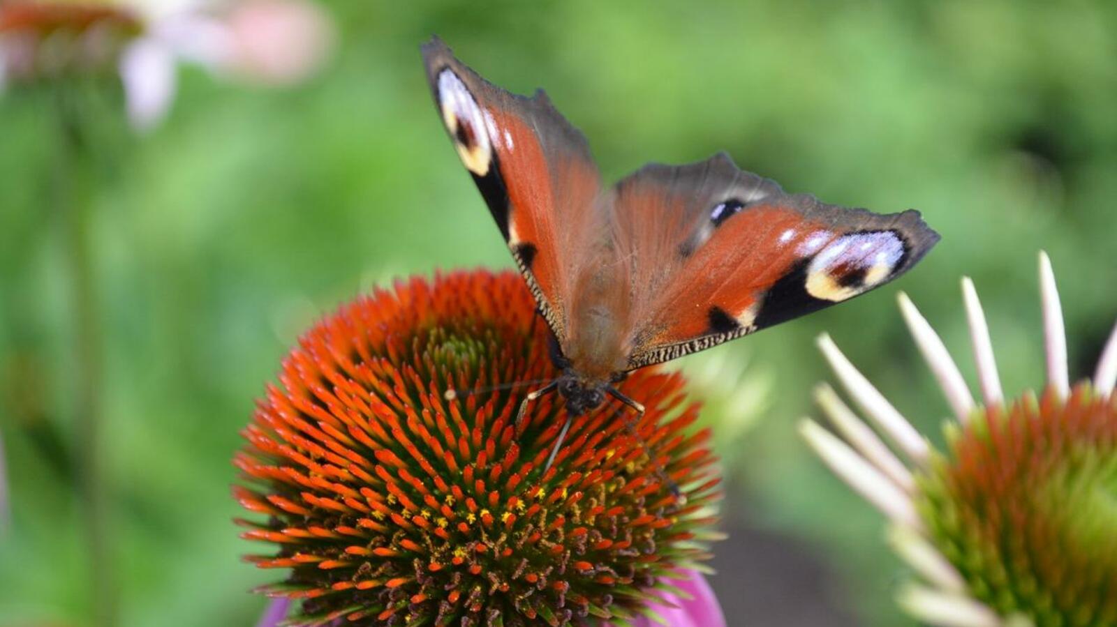 Ксения Калинина