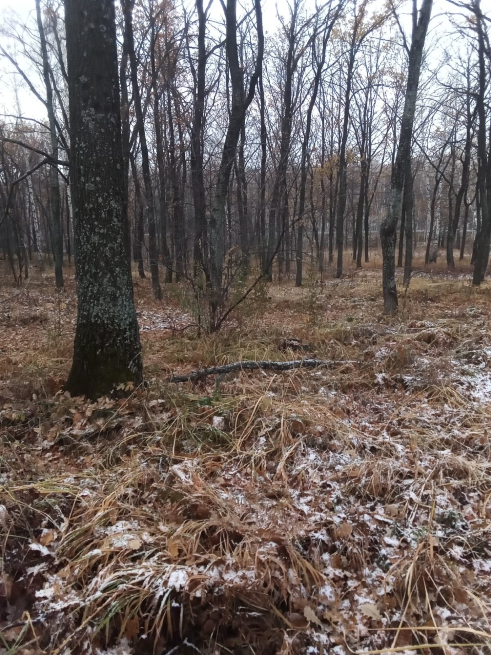 минлесхоз РБ  torgi.gov.ru