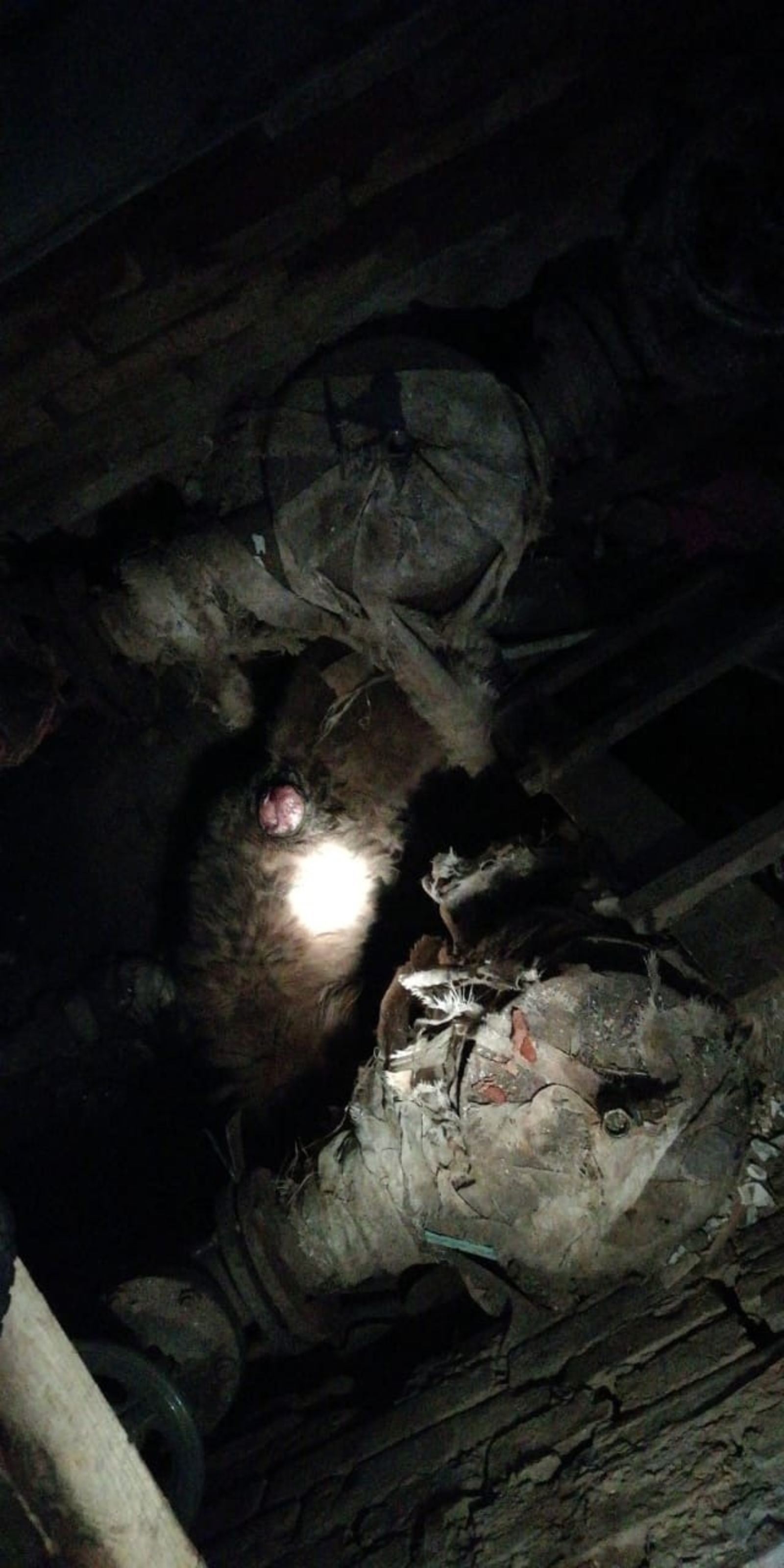 В Башкирии спасатели вызволили из подвала собаку