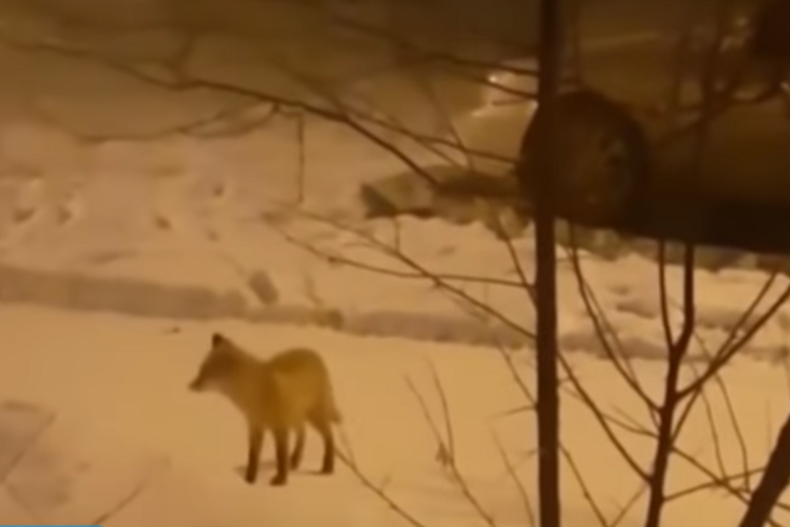 скриншот видео instagram.com/ufa_rb/