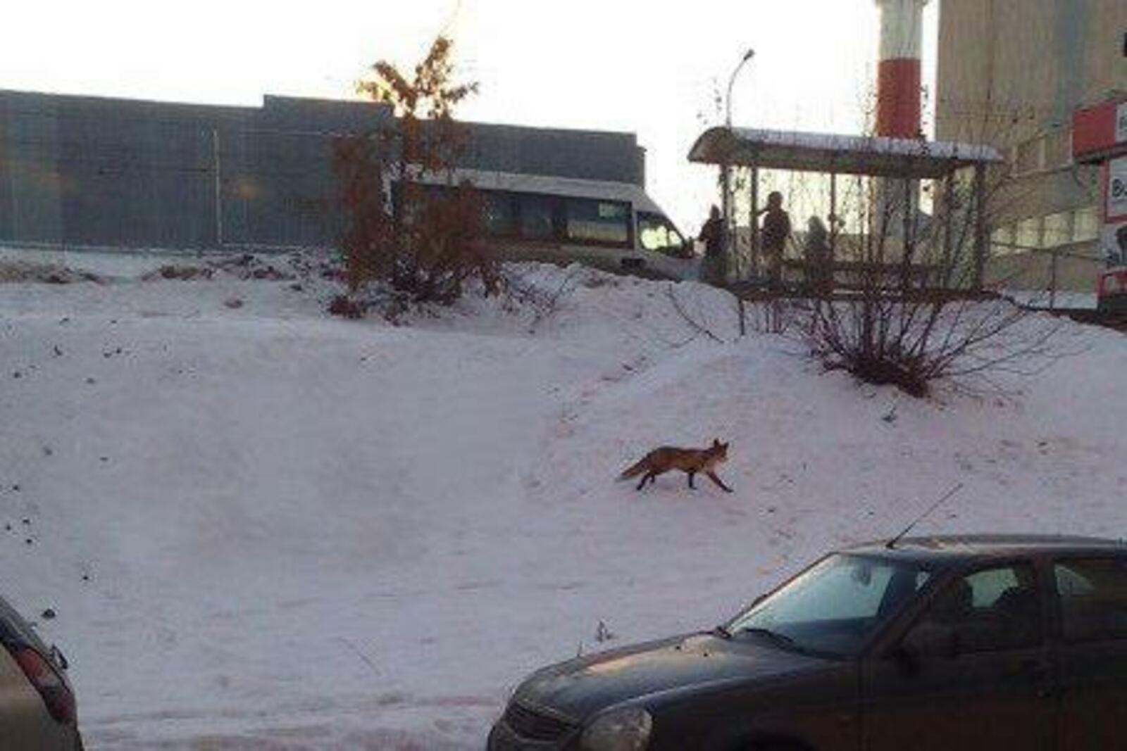 соцсети