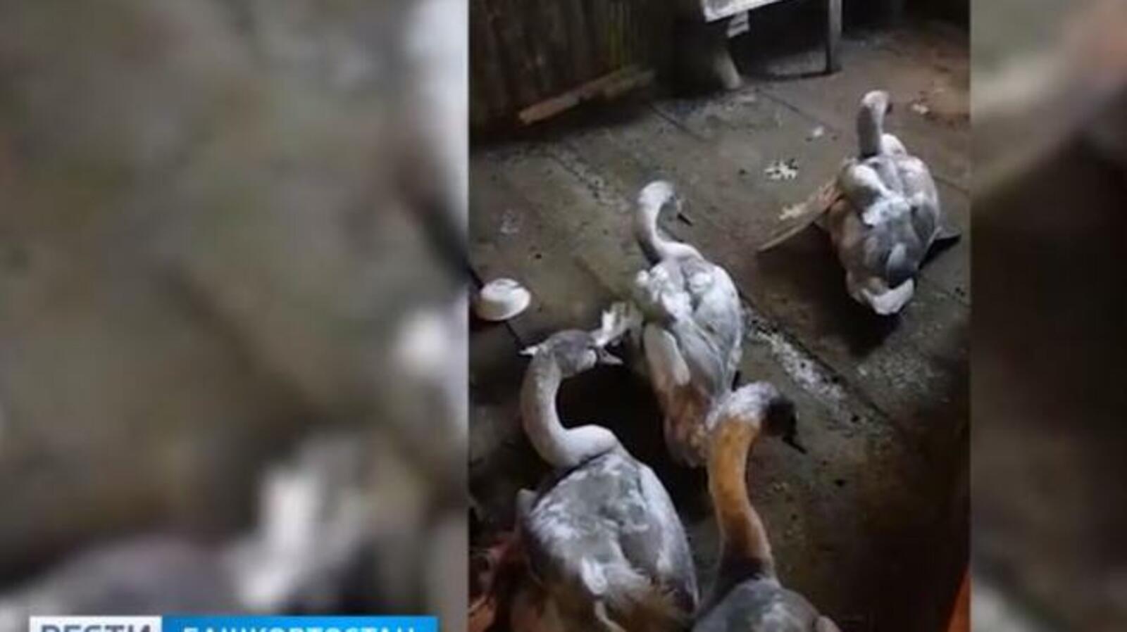 стоп-кадр видео ГТРК «Башкортостан»