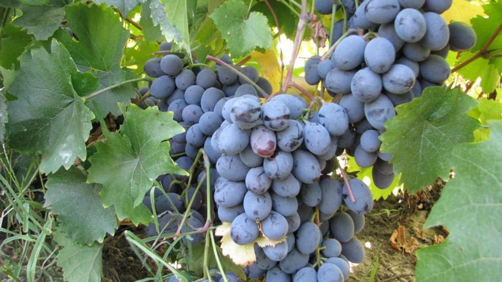 БашНИИ сельского хозяйства