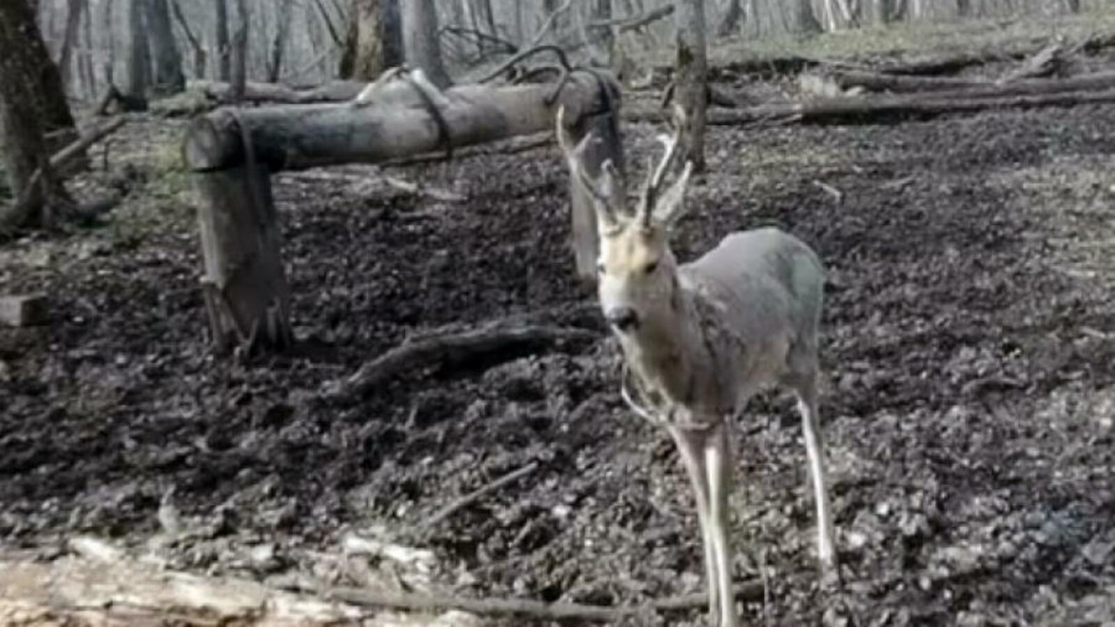 нацпарк «Башкирия»