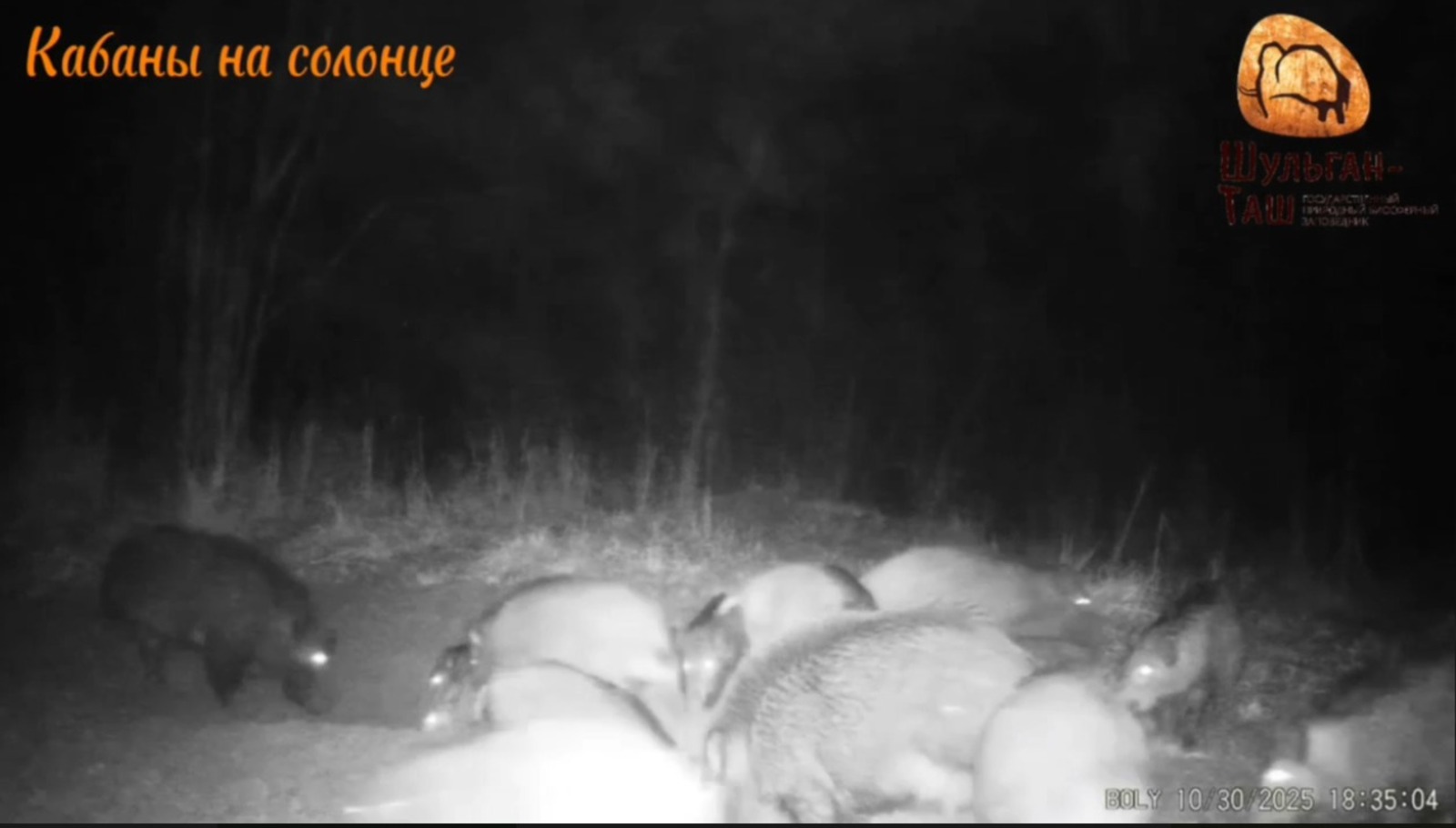 скриншот видео дирекция заповедника «Шульган-Таш»