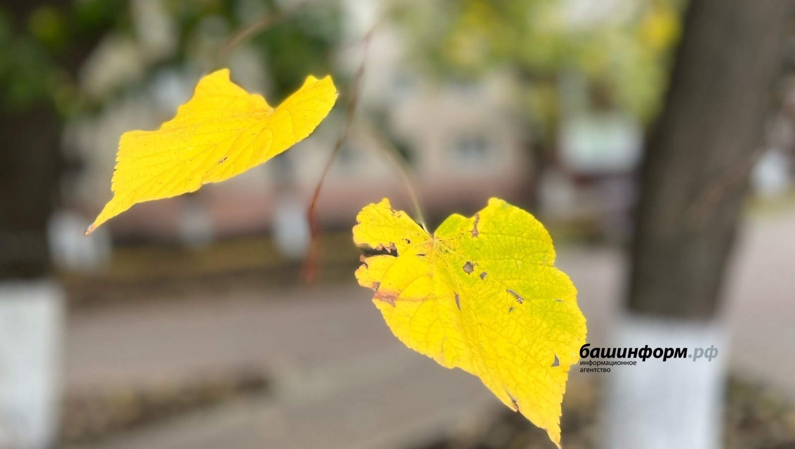 Ксения Калинина