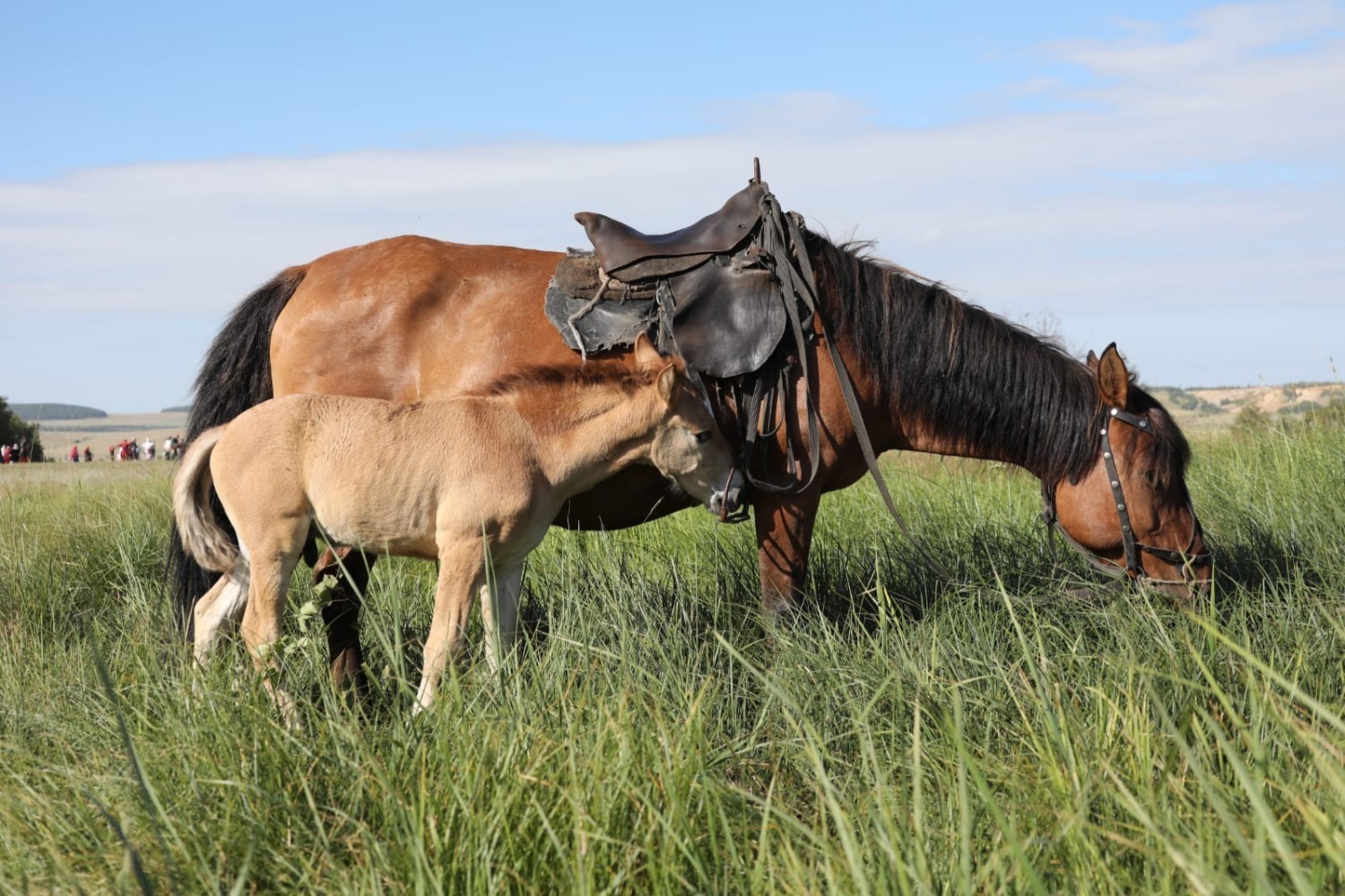 Радий Хабиров официально открыл фестиваль башкирской лошади «Башкорт аты»