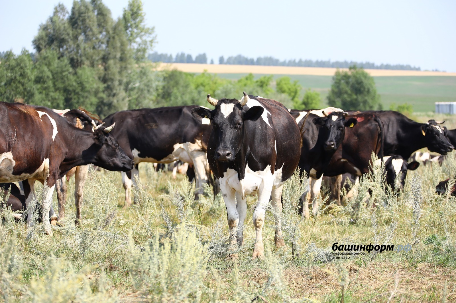 Валерий Шахов ИА «Башинформ»