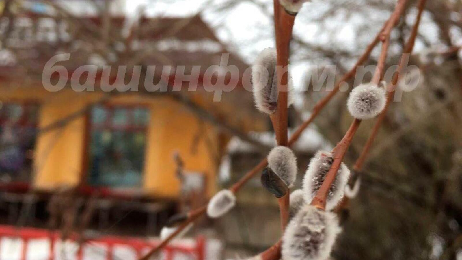 Олеся Мещерякова