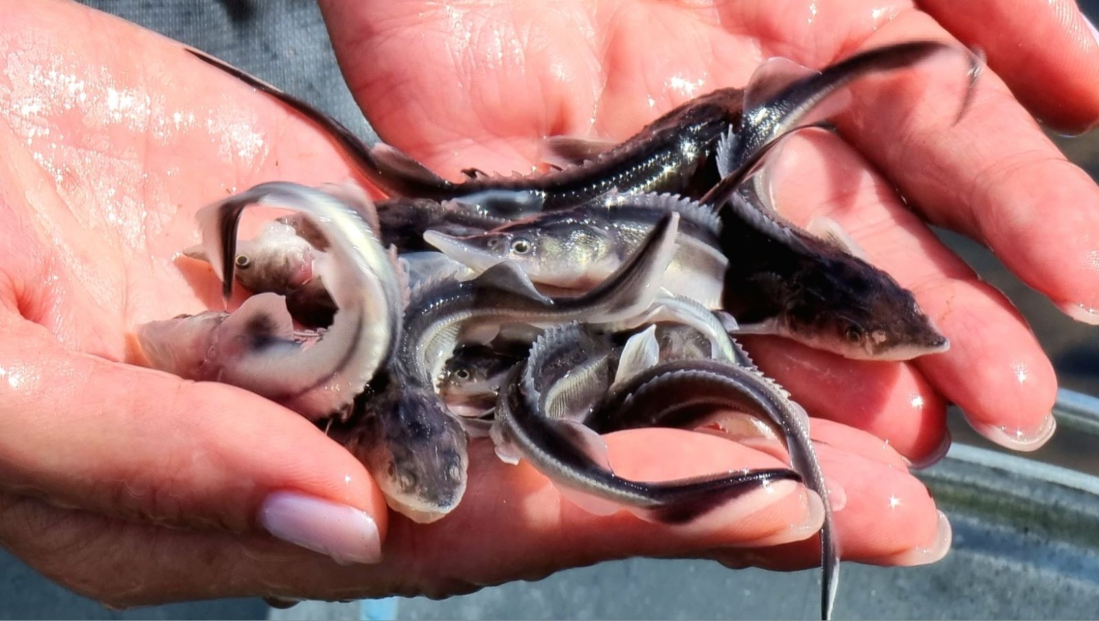 «Башнефть» выпустила в водоемы более полумиллиона мальков рыб ценных пород