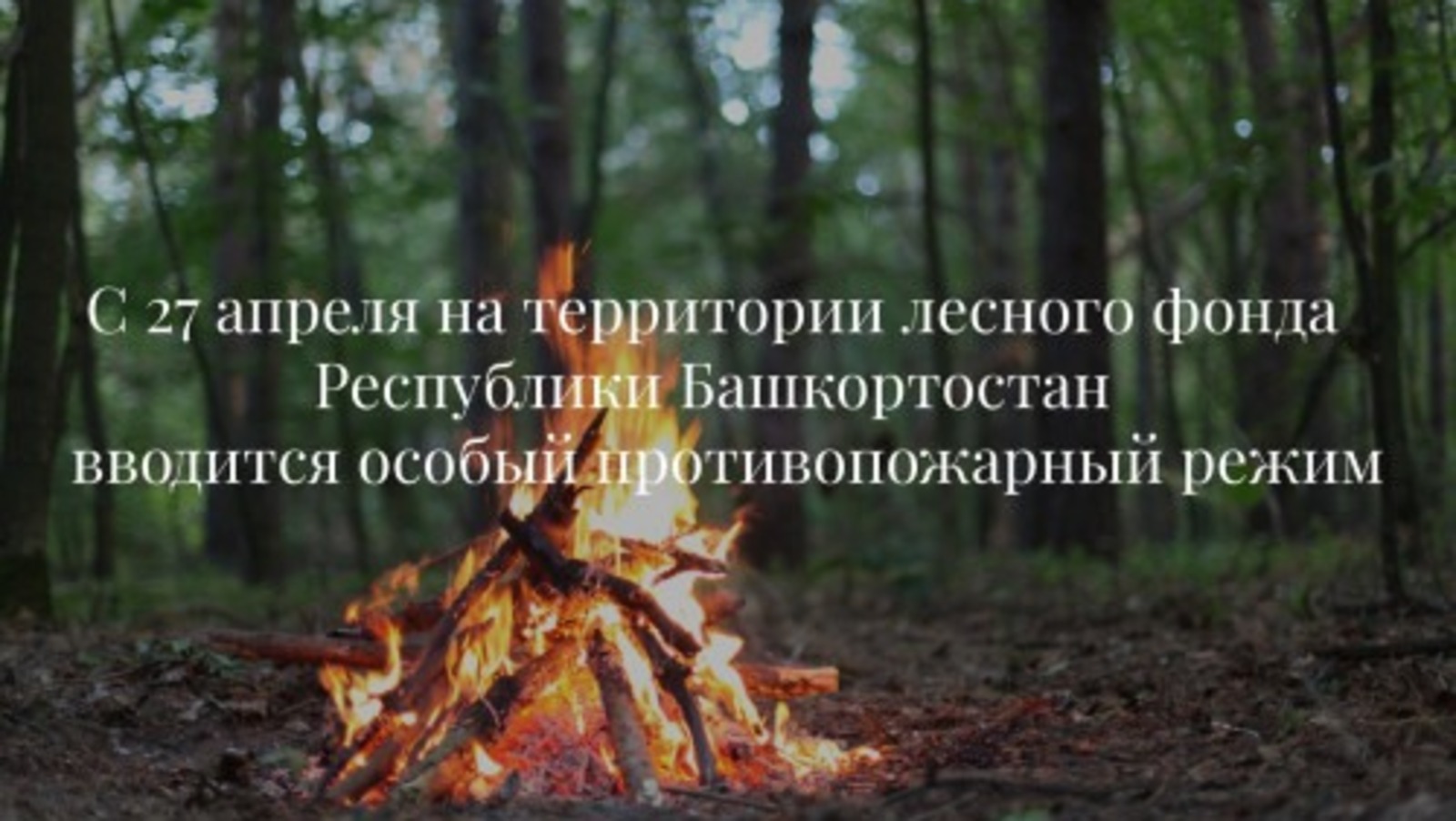 минлесхоз РБ