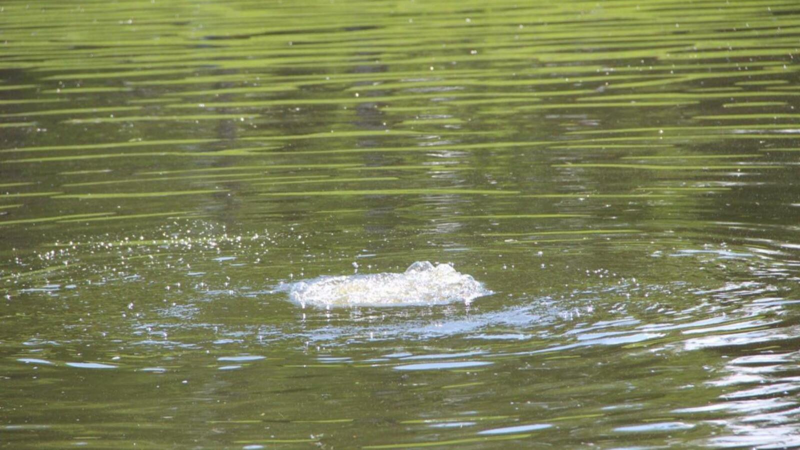 ИА «Башинформ»