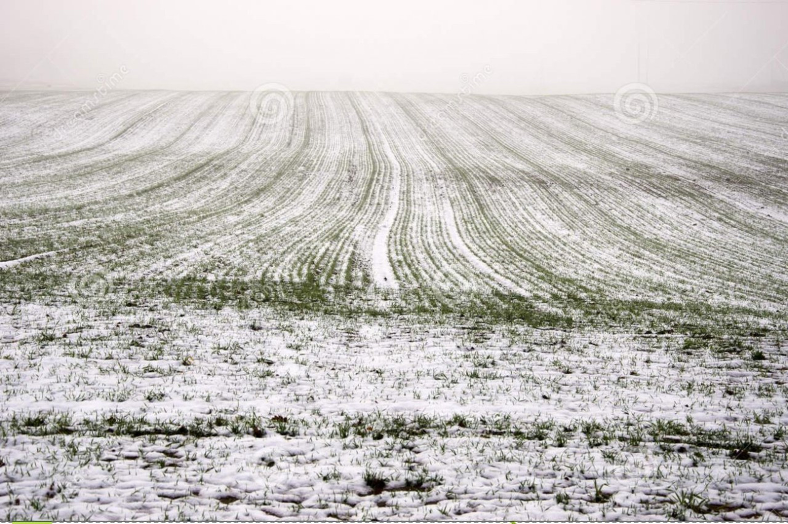 ru.dreamstime.com
