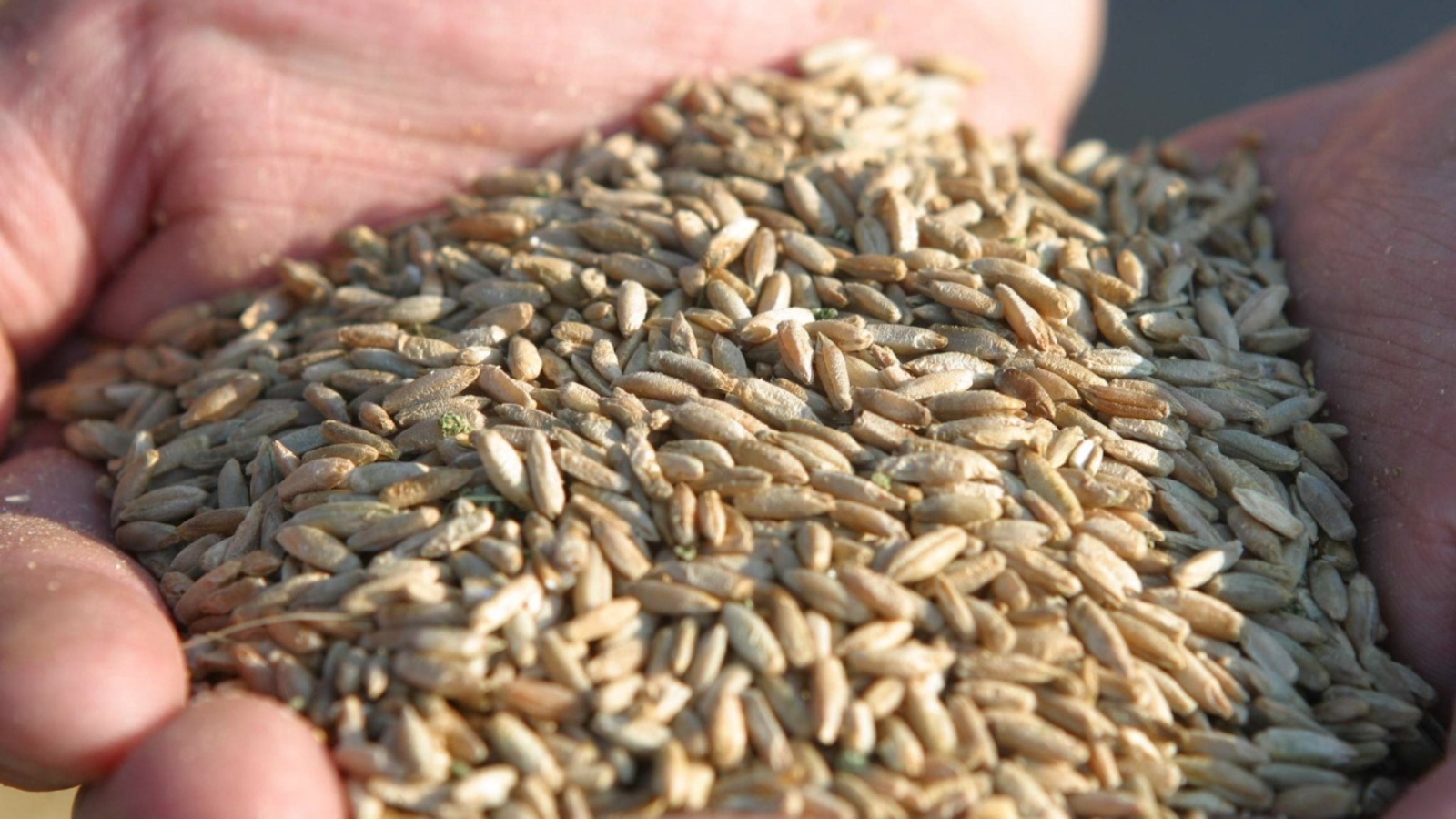 Андрей Старостин