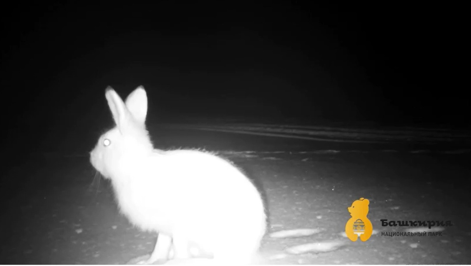 скриншот видео