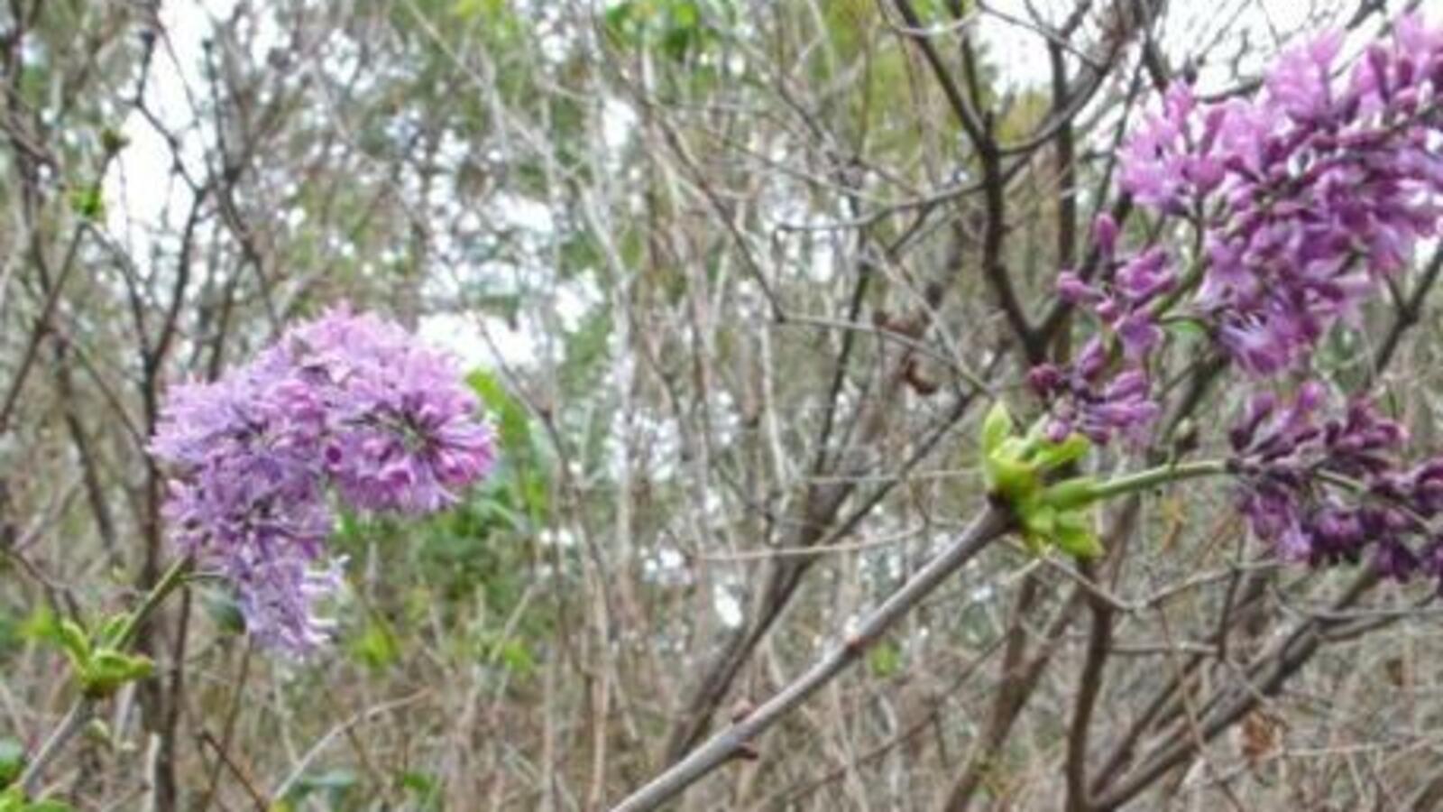 Николай Чукаев