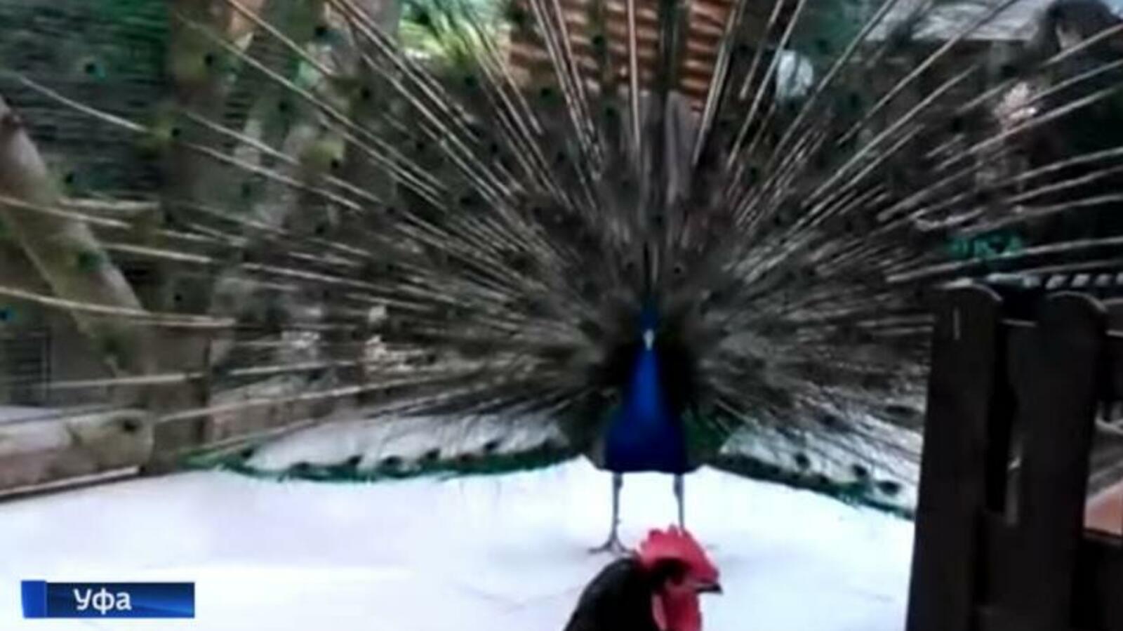 скриншот видео ГТРК «Башкортостан»